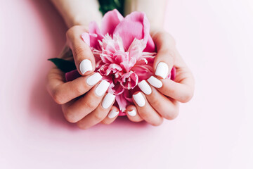 Female hands with white manicure hold a peony. - obrazy, fototapety, plakaty