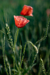 flowering field of poppies against the background of green grass