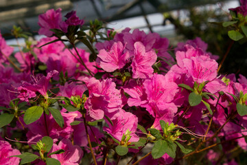 Azalea Flower