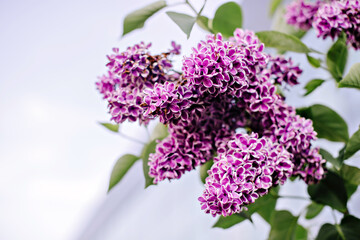 Lilac branch with purple flowers and white border