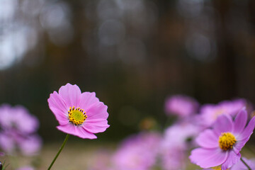 紫がかったピンク色の一重咲きの秋桜（コスモス）の花畑。