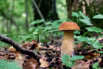 Fresh white mushroom growing in the forest