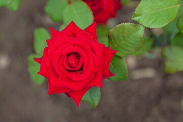 The bud of a garden rose of red color of the correct form on a blurred background