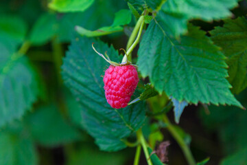 Fresh ripe raspberry growing on a background of green foliage