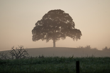 Lonely tree in the field 