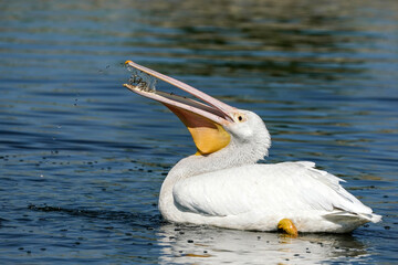American Pelican Feeding