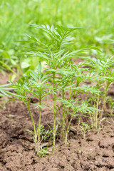 Growing fresh vegetables in the garden on beds in the open ground. Close up view