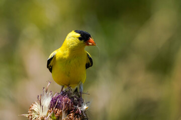 Gold Finch