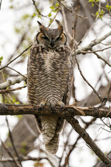 Great-horned Owl