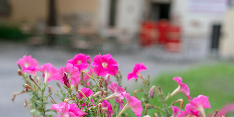 Fototapeta na wymiar empty street cafe with red flowers crisis in fast food industry in coronavirus time concept