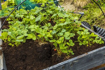 Close up view of strawberry plants in pallet collars ground. Organic gardening concept.