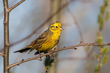 Trznadel na gałęzi © PeterG