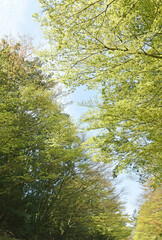 新緑のもみじ　鹿児島県霧島にて