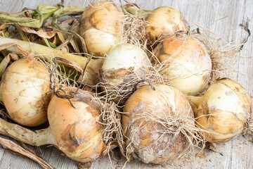 Freshly Unearthed Harvest Of Sweet White Onions