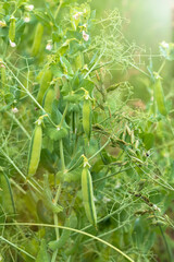 Daylight. shallow depth of field. Peas are blooming in the garden. Natural pure product without the use of chemicals.