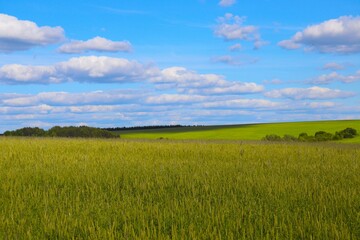 
Fields sown with cereals against the blue sky