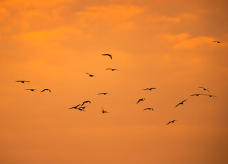 Black-headed gulls flying at Asker beach during morning
