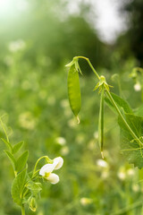 Daylight. shallow depth of field. Peas are blooming in the garden. Natural pure product without the use of chemicals.