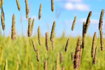 Fototapeta premium Herbs in the field against the blue summer sky