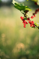 A cluster of amber-red currants on a branch in the rays of the setting sun. Concept of agriculture, food and natural beauty.