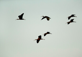Glossy Ibis flying at Asker Marsh, Bahrain