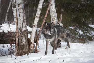 Fototapeta na wymiar Black Phase Grey Wolf (Canis lupus) Steps Through Snowy Woods Winter