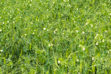 Daylight. shallow depth of field. Peas are blooming in the garden. Natural pure product without the use of chemicals.