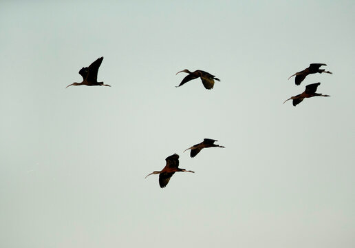 Glossy Ibis flying at Asker Marsh, Bahrain