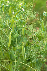 Daylight. shallow depth of field. Peas are blooming in the garden. Natural pure product without the use of chemicals.