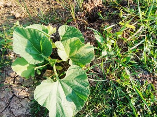 green leaves on the ground
