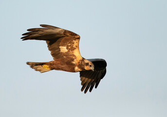Eurasian Marsh harrier flying, Bahrain