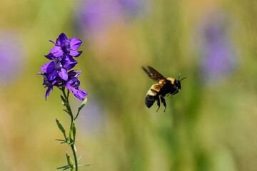 Bee Flower Summer