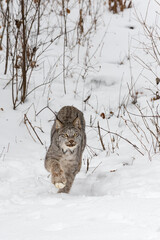 Canadian Lynx (Lynx canadensis) Steps Forward Out of Weeds Winter