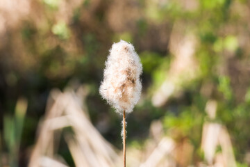 Puch i nasiona © PeterG