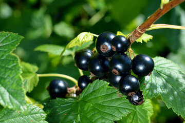 ripe black currant berries on a branch in the garden close-up 