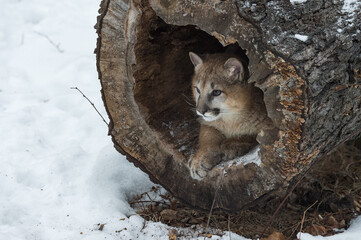 Female Cougar (Puma concolor) Lies Inside of Log Looking Out Winter