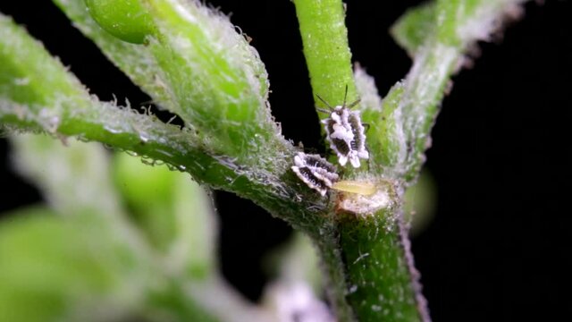 Aphids feeding on a chili pepper plant stem
