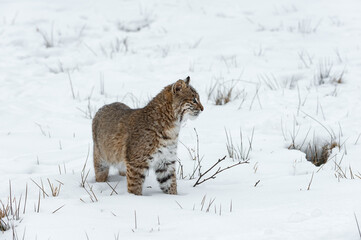 Bobcat (Lynx rufus) Stands in Snow Looking Right Winter