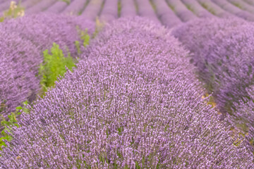 Fototapeta na wymiar lavender flowers in a field in Provence, beautiful background 