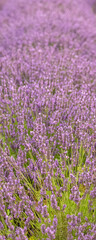 Naklejka premium lavender flowers in a field in Provence, beautiful background 
