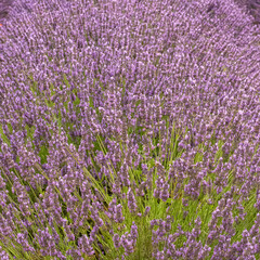 Naklejka premium lavender flowers in a field in Provence, beautiful background 