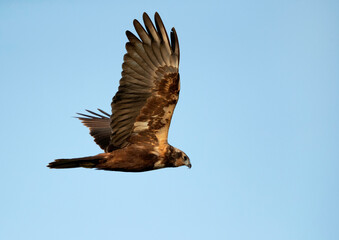 Eurasian Marsh harrier in flight, Bahrain