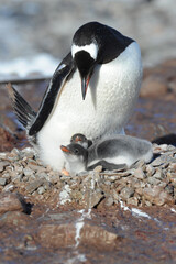 Gentoo Penguin Chicks (Pygoscelis papua) - the fastest underwater swimmers