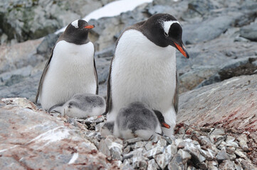 Gentoo Penguin Chicks (Pygoscelis papua) - the fastest underwater swimmers