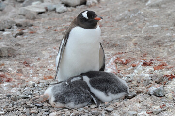 Fototapeta premium Gentoo Penguin Chicks (Pygoscelis papua) - the fastest underwater swimmers