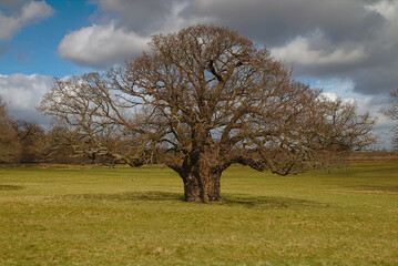 Obraz premium Stare drzewo
