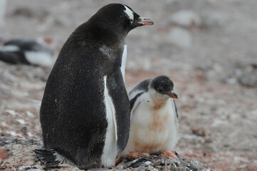 Gentoo Penguin Chicks (Pygoscelis papua) - the fastest underwater swimmers
