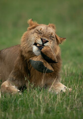 Lion with a bean bag, Masai Mara, Kenya