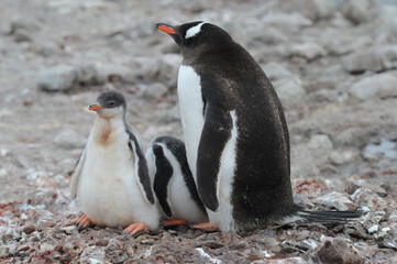 Naklejka premium Gentoo Penguin Chicks (Pygoscelis papua) - the fastest underwater swimmers