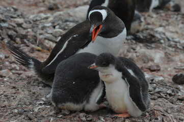 Naklejka premium Gentoo Penguin Chicks (Pygoscelis papua) - the fastest underwater swimmers